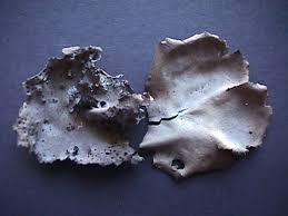 Attēlu rezultāti vaicājumam “Dermatocarpon miniatum”