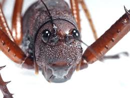 Attēlu rezultāti vaicājumam “Aphodius sp. imago”