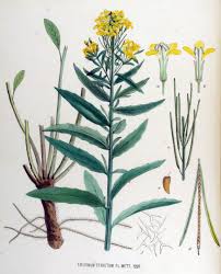 Attēlu rezultāti vaicājumam “Erysimum hieracifolium”