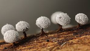 Attēlu rezultāti vaicājumam “Didymium spongiosum spores”