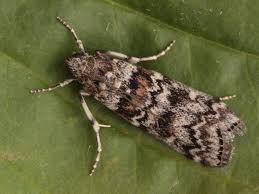 Attēlu rezultāti vaicājumam “Dioryctria abietella”