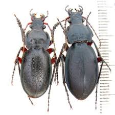 Attēlu rezultāti vaicājumam “Carabus arcensis”