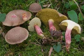 Attēlu rezultāti vaicājumam “Xerocomus chrysenteron”