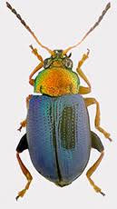 Attēlu rezultāti vaicājumam “Opatrum sabulosum”