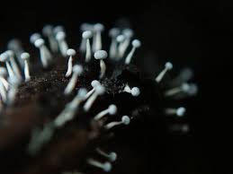 Attēlu rezultāti vaicājumam “Physarum virescens young”