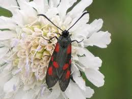 Attēlu rezultāti vaicājumam “Zygaena viciae”