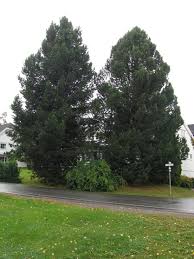 Attēlu rezultāti vaicājumam “Pinus sibirica”