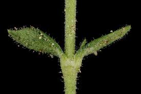 Attēlu rezultāti vaicājumam “Arenaria serpyllifolia leaf”