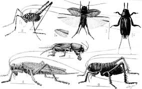 Attēlu rezultāti vaicājumam “Anthrenus sp. imago”