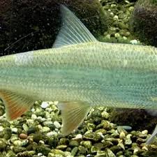 Image result for Chondrostoma nasus