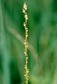 Attēlu rezultāti vaicājumam “Triglochin palustre fruit”