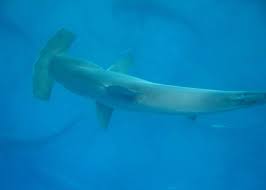 Image result for Rhizoprionodon longurio