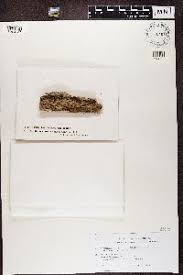 Attēlu rezultāti vaicājumam “Hypocenomyce friesii”