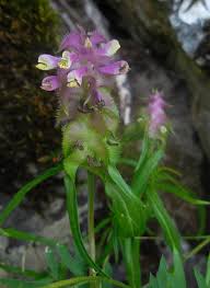 Attēlu rezultāti vaicājumam “Melampyrum cristatum”