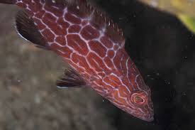 Image result for Mycteroperca bonaci