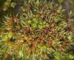 Attēlu rezultāti vaicājumam “Ephemerum serratum”