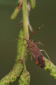 Attēlu rezultāti vaicājumam “Pantilius tunicatus”
