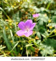 Attēlu rezultāti vaicājumam “Geranium bohemicum flower”