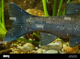Image result for Mylopharyngodon piceus