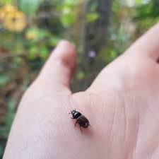 Attēlu rezultāti vaicājumam “Aphodius sp. imago”