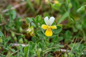 Attēlu rezultāti vaicājumam “Viola tricolor subsp. curtisii leaf”