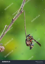 Attēlu rezultāti vaicājumam “Eumenes sp.”