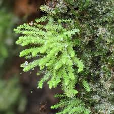 Attēlu rezultāti vaicājumam “Hymenostylium recurvirostrum macro”