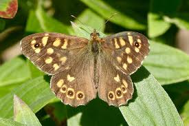 Attēlu rezultāti vaicājumam “Pararge aegeria upperside”