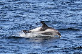 Image result for Lagenorhynchus albirostris