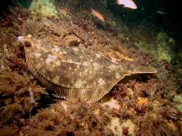 Image result for Pseudopleuronectes americanus