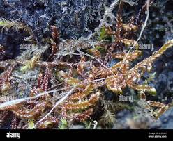 Attēlu rezultāti vaicājumam “Scorpidium revolvens”