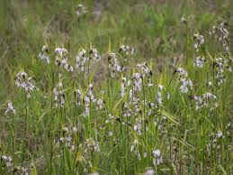 Attēlu rezultāti vaicājumam “Eriophorum latifolium fruit”