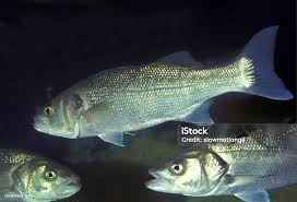 Image result for Dicentrarchus labrax