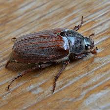 Attēlu rezultāti vaicājumam “Melolontha hippocastani”