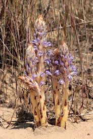 Attēlu rezultāti vaicājumam “Orobanche coerulescens flower”