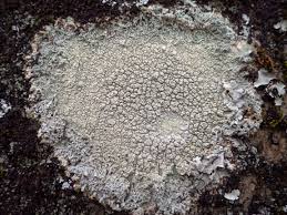 Attēlu rezultāti vaicājumam “Pertusaria pertusa”