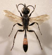 Attēlu rezultāti vaicājumam “Badhamia affinis macro”