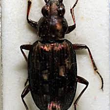 Attēlu rezultāti vaicājumam “Bembidion litorale”