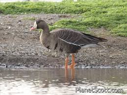 Attēlu rezultāti vaicājumam “Anser albifrons adult”