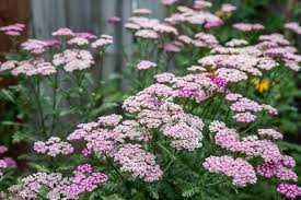 Attēlu rezultāti vaicājumam “Achillea millefolium flower”