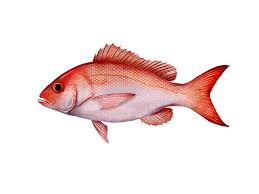 Image result for Rhomboplites aurorubens