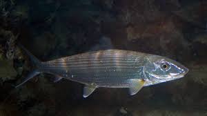 Image result for Albula glossodonta