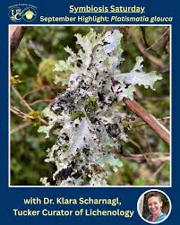 Attēlu rezultāti vaicājumam “Platismatia glauca”