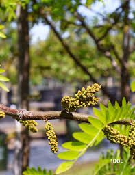 Attēlu rezultāti vaicājumam “Gleditsia triacanthos flower”