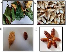 Attēlu rezultāti vaicājumam “Trichia contorta sessile”