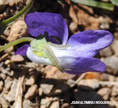 Attēlu rezultāti vaicājumam “Viola rupestris”
