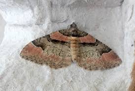 Attēlu rezultāti vaicājumam “Pareulype berberata”