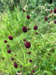 Attēlu rezultāti vaicājumam “Poterium sanguisorba”