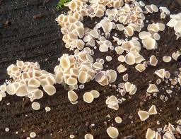 Attēlu rezultāti vaicājumam “Lachnum corticale”