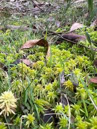 Attēlu rezultāti vaicājumam “Sphagnum warnstorfii”